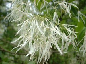 Chionanthus virginicus Fringetree
