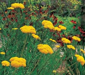 Achillea filipendulina Gold Plate Gold Plate Yarrow