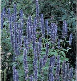 Agastache Blue Fortune