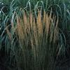 Calamagrostis acutiflora 'Karl Foerster'