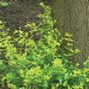 Abelia grandiflora 'Bronze Anniversary™'