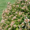 Abelia x grandiflora 'Rose Creek'