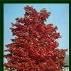 Acer rubrum 'Red Sunset'