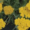 Achillea hybrid 'Coronation Gold'