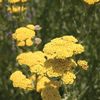 Achillea hybrid 'Moonshine'