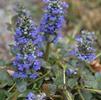 Ajuga reptans 'Catlin's Giant'
