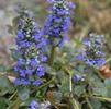 Ajuga reptans 'Catlin's Giant'