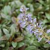 Ajuga Reptans 'Chocolate Chip'