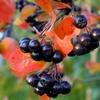 Aronia melanocarpa 'McKenzie'