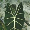 Alocasia 'Frydek'