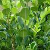 Buxus microphylla 'Winter Gem'