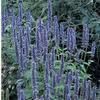 Agastache 'Blue Fortune'