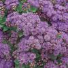 Ageratum 'Artist Blue'