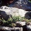 Fieldstone Boulders